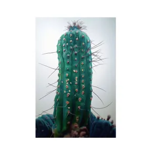 Nordic Red Blue Cactus Wall Art