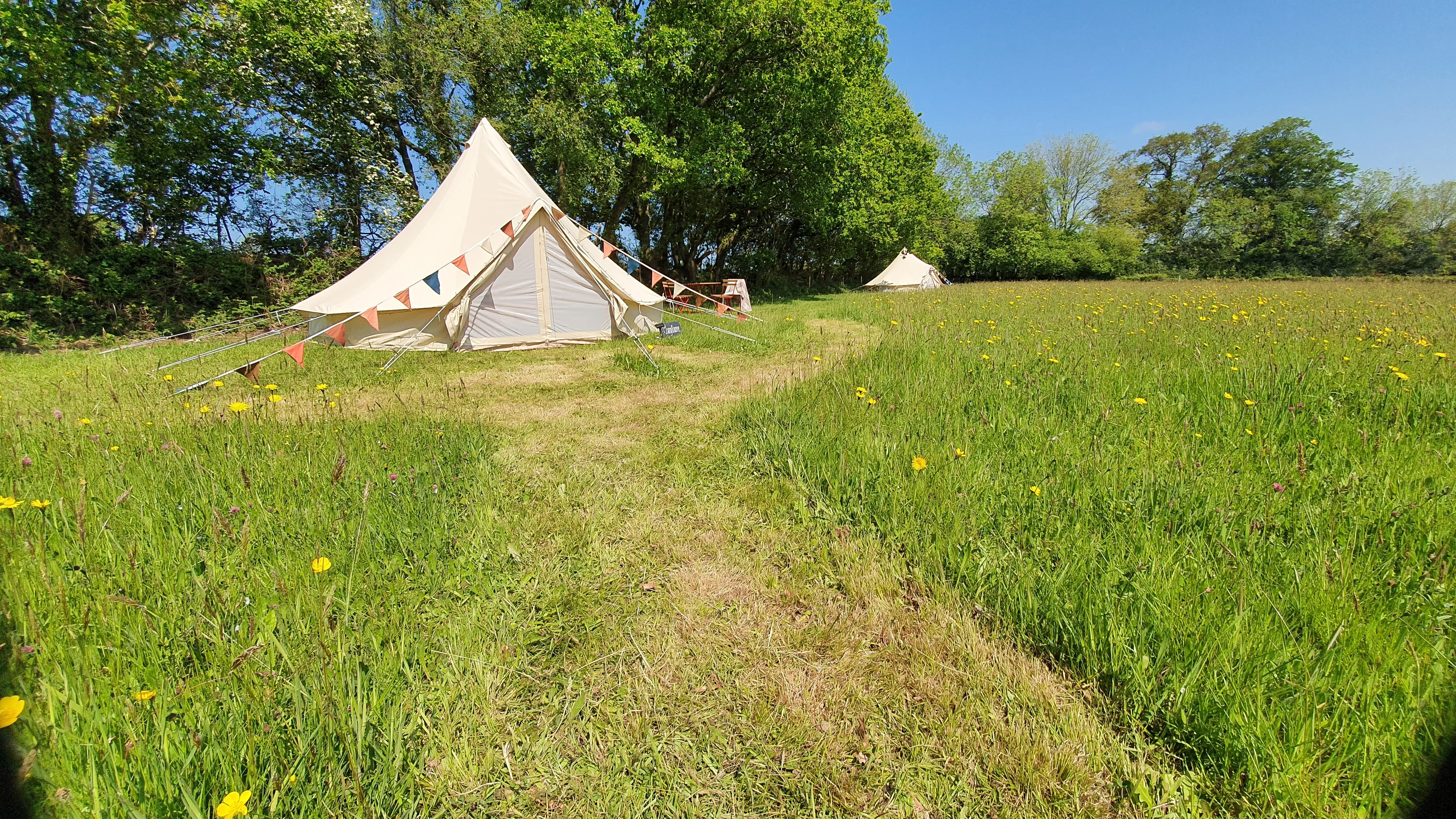 Wild camping in wildflower meadows