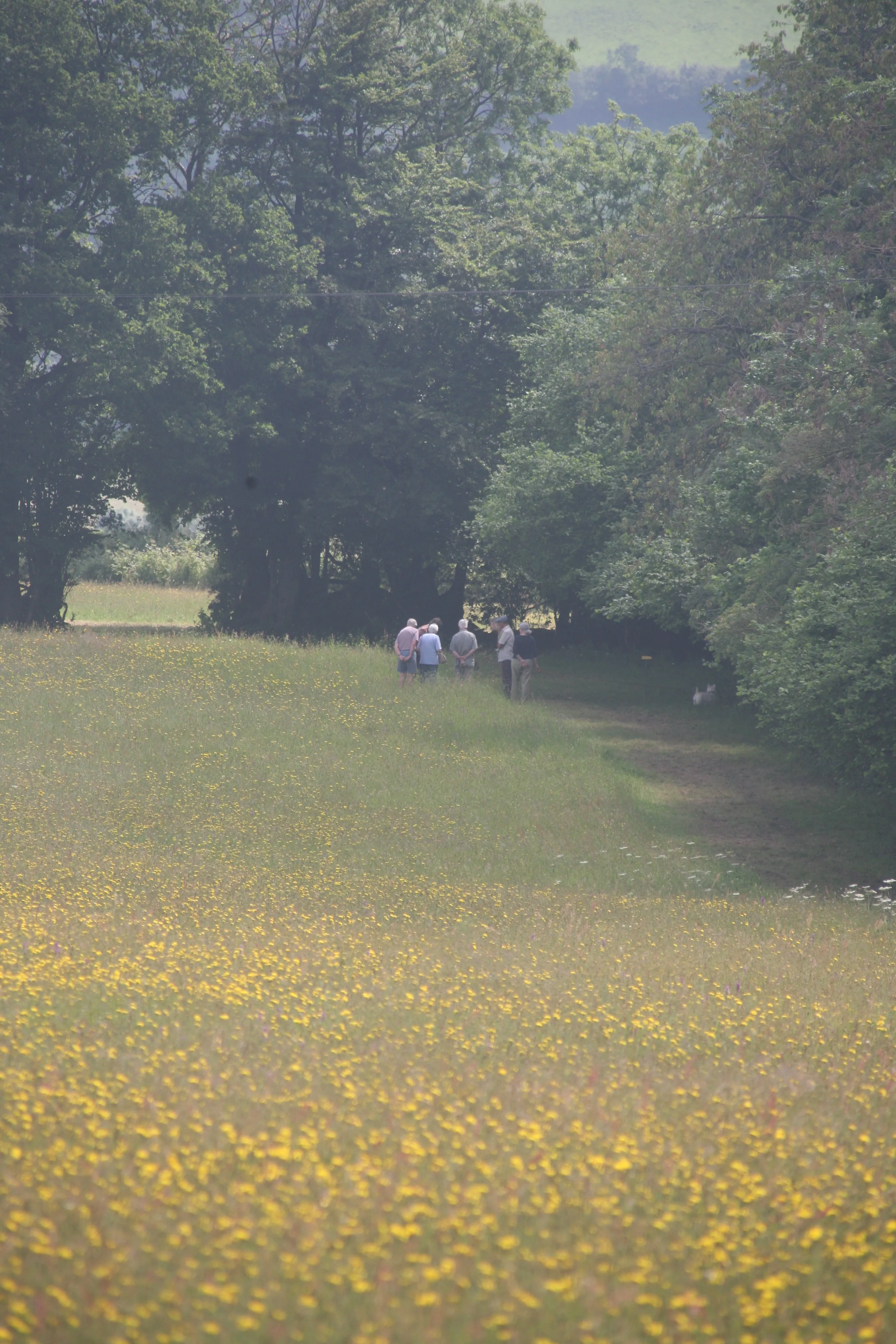 Wild camping in wildflower meadows